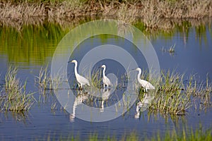 Three Snowy Egrets