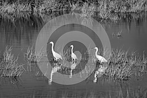 Three Snowy Egrets