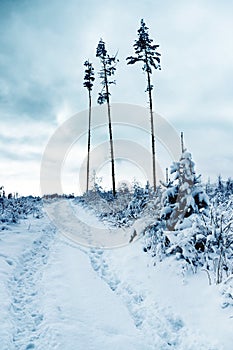 Three snowy trees after a calamitous forest