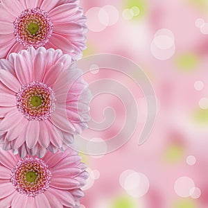 Three soft light pink gerbera daisy flowers with abstract bokeh background and blank space