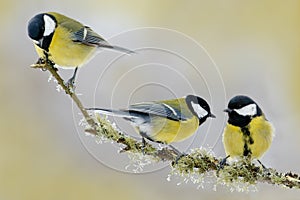 Three songbird. Garden bird Great Tit, Parus major, black and yellow songbird sitting on the nice lichen tree branch, Czech. Sprin photo