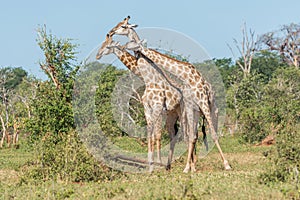 Three South African giraffe fighting in bushes