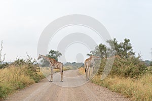 Three South African Giraffes browsing on trees