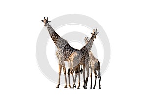 Three South African giraffes isolated in white