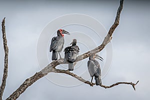 Three Southern ground hornbills in a tree.