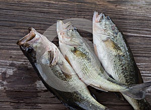 Three southern largemouth bass
