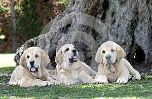 Three Spanish Mastiffs puppies lying on the grass