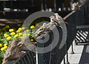 Three sparrows perched on an iron fence.