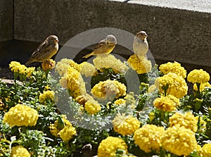 Three sparrows perched on yellow carnations.