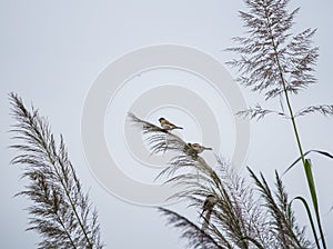 Three sparrows on a reed.