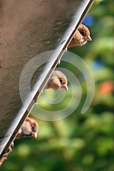 Three sparrows on rooftop looking at the photographer - urban wildlife photo