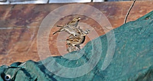 Three sparrows together