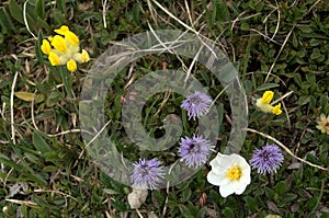 Three species of alpine flowers in strategic grouping