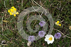 Three species of alpine flowers in strategic grouping