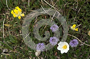 Three species of alpine flowers in strategic grouping