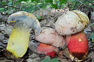 Three specimen of Ruddy bolete, cros section