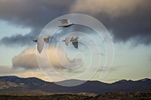 Three specimens of Antartic pigeon - chionis albus â€“ in Ushuaia, Tierra del Fuego, Argentina