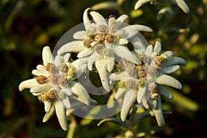 Three specimens of the flower of the snows (Leontopodium alpinum)