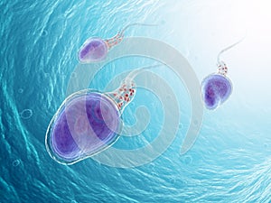 Tri spermie bunky 