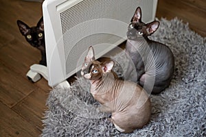 Three sphynx cats are sitting by the heater