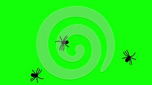 Three spider on green screen, CG animated silhouettes, seamless loop