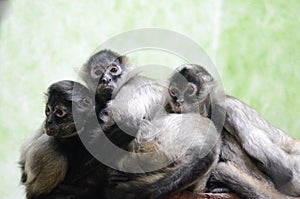 Three spider monkeys