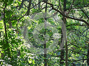 Three Spider Webs Across a Forest Landscape View in Early Morning Sunlight