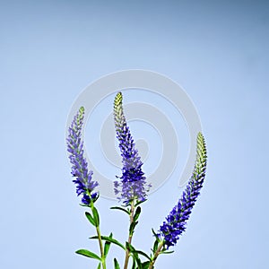 Three Spiked Speedwell photo