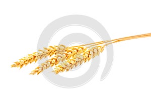 Three spikelets of wheat isolated on white background
