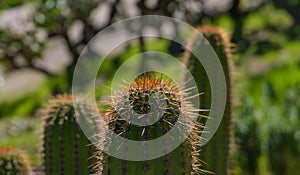 Three spiky cacti with the front plant in focus