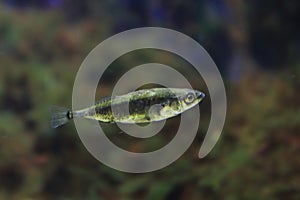 Three-spined stickleback