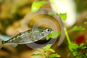 Three-spined stickleback (Gasterosteus aculeatus)