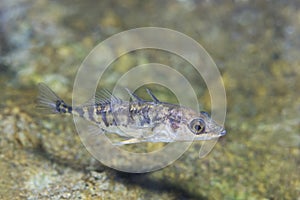 Three-spined stickleback Gasterosteus aculeatus underwater photo