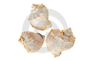 Three spiral empty aged seashells isolated on white background