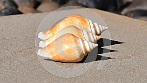 Three spiral seashells