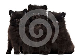 Three Spitz puppies, 2 months old