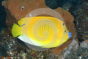 Three Spot Angelfish