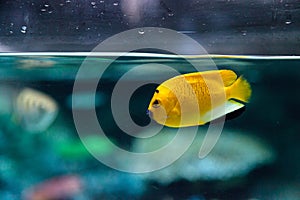 Three-spot Angelfish Apolemichthys trimaculatus