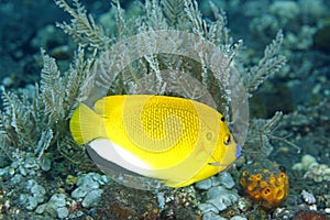 Three-Spot Angelfish swimming on a coral reef