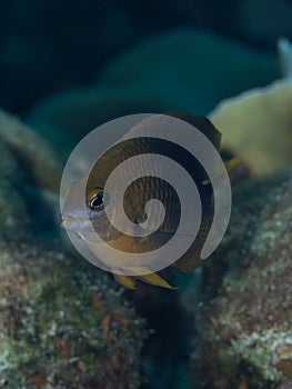 Three Spot Damsel, Stegastes planifrons. Bonaire. Caribbean Diving holiday