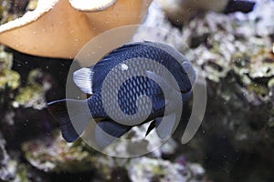 Three spot damselfish