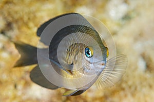 Three Spot Damselfish-Stegastes planifrons