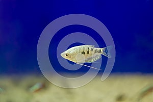 The three spot gourami Trichopodus trichopterus photo