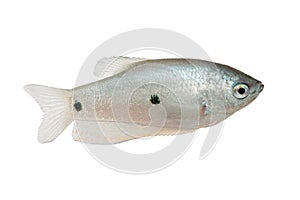 Three spot gourami Trichopodus trichopterus tropical aquarium fish