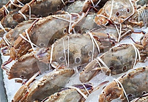 Three-spot swimming crabs