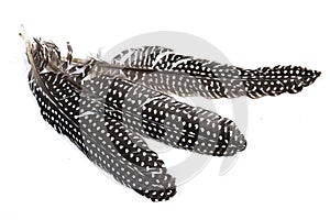 Three Spotted Black and White Guinea Fowl Feathers