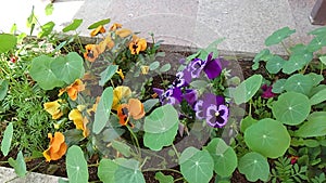 Three spotted brothers-Pansies in Targu-Jiu, the city of Brancusi, in pandemic, covid 