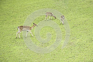 Spotted deers feeding on a meadowdeers feeding on a meadow