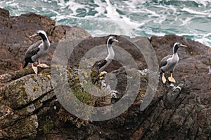 Three spotted shags