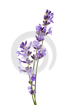 Three sprigs  of Lavender isolated on white background. Lavandula Angustifolia English Lavender photo